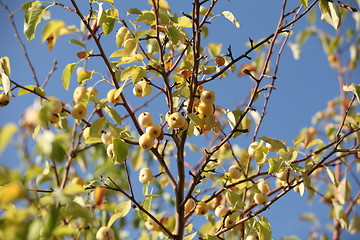 Image showing Ripe apples