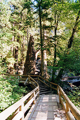 Image showing forest walking path