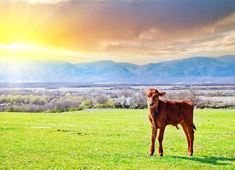 Image showing rural landscape