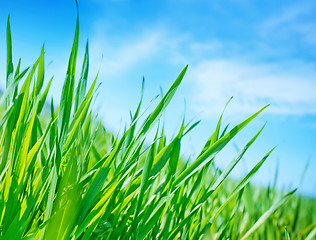 Image showing green grass