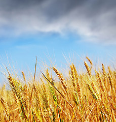 Image showing wheat field