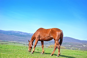 Image showing horse on field