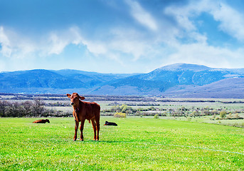 Image showing rural landscape