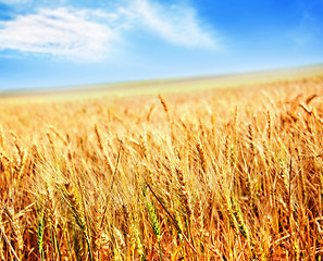 Image showing wheat field