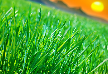 Image showing green grass