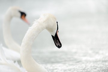 Image showing Swan swimming with ducks