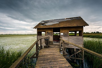 Image showing Wooden path trough the reed