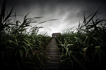 Image showing Wooden path trough the reed