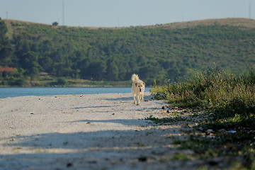 Image showing Grown up dog outside