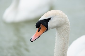 Image showing Swan swimming with ducks