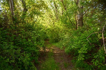 Image showing Small Pathway going trough the forest