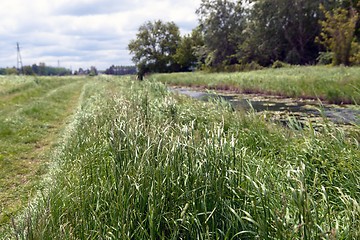 Image showing Small river with green grass