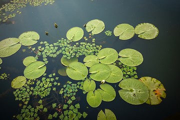 Image showing Peaceful place at the pond