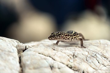 Image showing Gecko lizard on rocks 