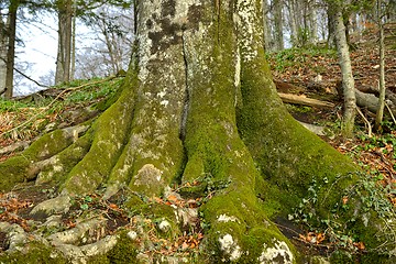 Image showing Green moss on tree trunk