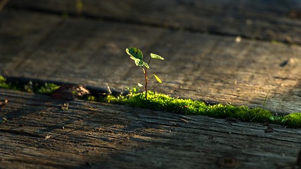 Image showing Fresh green plant outdoors