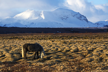 Image showing Gray Icelandic horse in front of snowy mountains