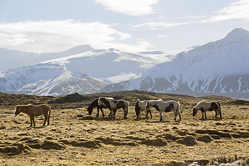 Image showing Herd of Icelandic horses in front of snowy mountains