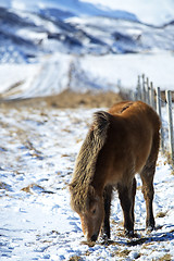 Image showing Brown Icelandic horse in front of snowy mountains