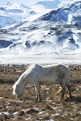 Image showing White Icelandic horse in front of snowy mountains