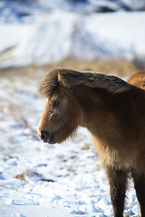 Image showing Brown Icelandic horse in front of snowy mountains