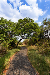 Image showing Pathway in a Park Victoria Falls, Zimbabwe in Spring