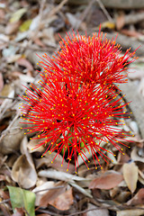 Image showing red sphere flower(fireball lily)in Victoria Falls