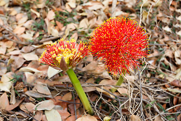 Image showing red sphere flower(fireball lily)in Victoria Falls