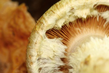 Image showing unidentified white mushroom