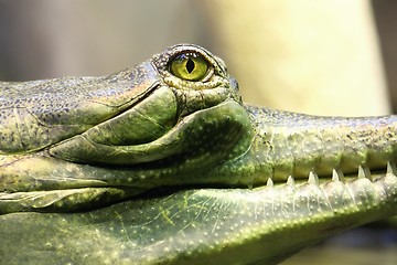 Image showing gavial