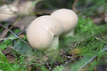 Image showing unidentified white puffballs