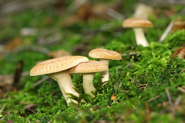 Image showing unidentified orange mushrooms