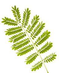 Image showing Fern leaves isolated

