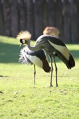 Image showing grey crowned crane