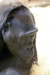 Image showing western lowland gorilla