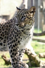 Image showing leopard