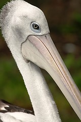 Image showing australian pelican