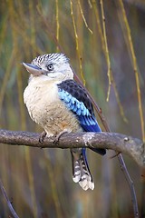 Image showing blue-winged kookaburra