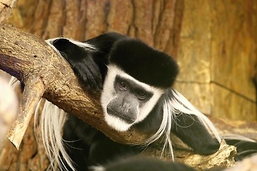 Image showing mantled guereza