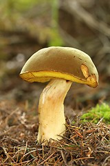 Image showing unidentified brown mushrooms