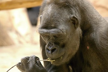 Image showing western lowland gorilla