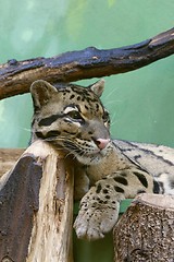 Image showing fishing cat