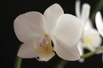 Image showing white orchid