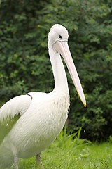 Image showing australian pelican