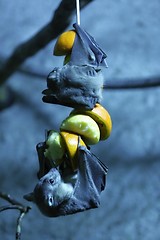 Image showing egyptian fruit bat