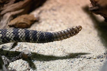 Image showing rattle of the eastern diamondback rattlesnake