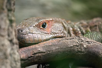 Image showing northern caiman lizard