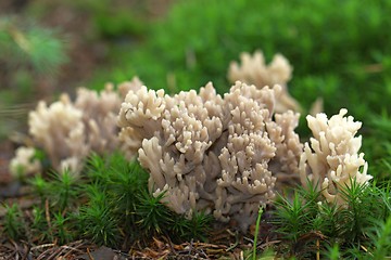 Image showing unidentified brown mushrooms