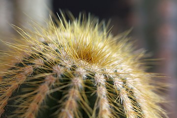 Image showing cactus detail
