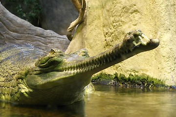 Image showing gavial